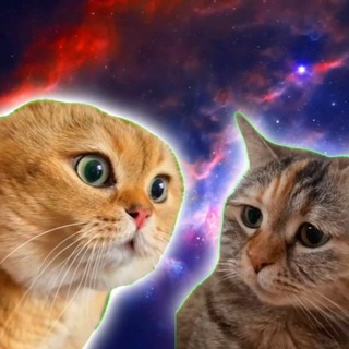 @twotalkingcats