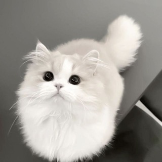 @UwU_UwU14