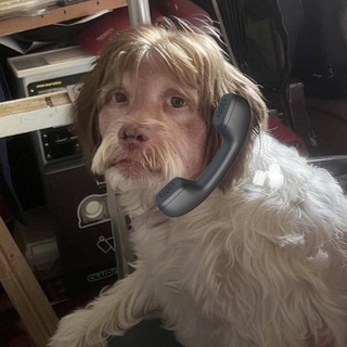 @vedeomemesbot