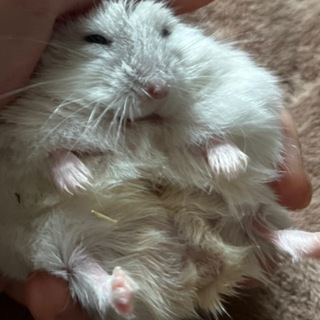 @veryfatty