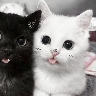 @Viki_9654