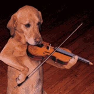 @violavpn_bot