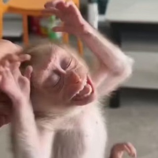 @vionmonkey