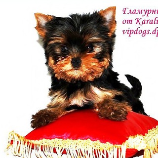 Гламурные собачки