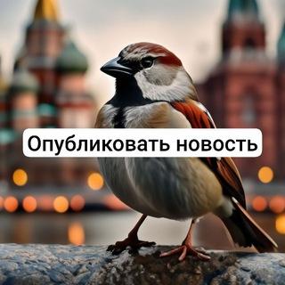 vorobushki_msk_bot