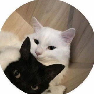 @Vvvv_280