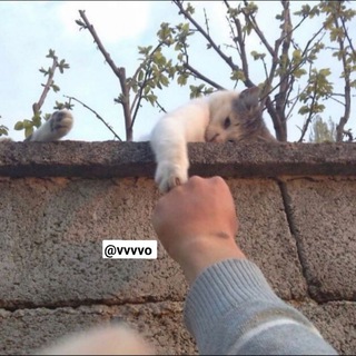 @vvvvo