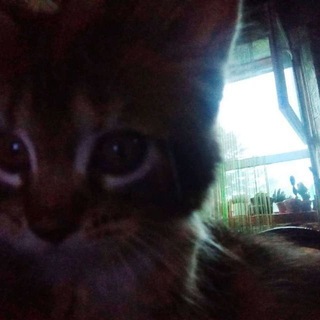 @vxmeowq