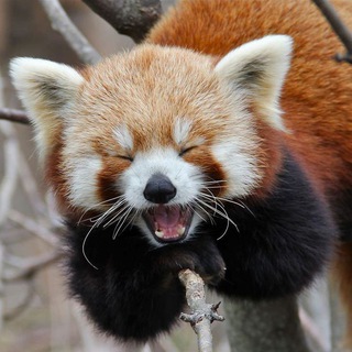 @wild_pandas