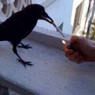 @Wounded_Wing