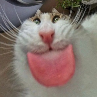 @Wqowli_mil4