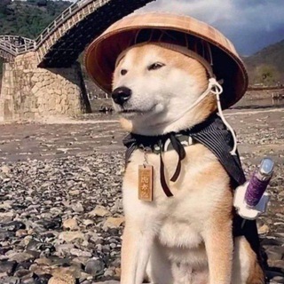 @wuyishan_dogs