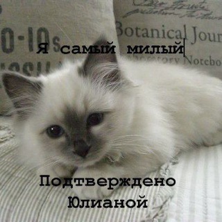 Удивительные Приключения Шута