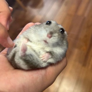 @XDD1666l