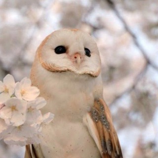 @xTaPo4eK