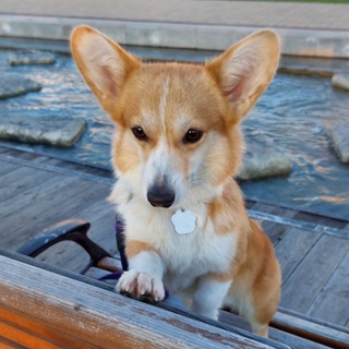 Екатерина Corgi