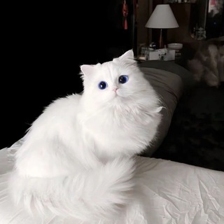 𝐘𝐀𝐍𝐆 𝐁𝐔𝐒𝐈𝐍𝐄𝐒𝐒