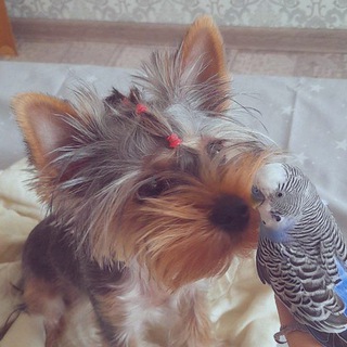 @Ymochka_york