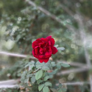 @zibasaziisfahan