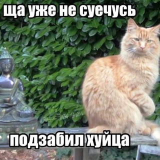 @zimazcd