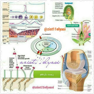 Zist11Elyasi