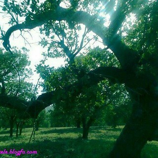 زمگە ناصرعالی
